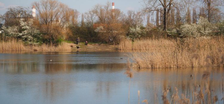 Bohdanecký rybník Svobodné Dvory